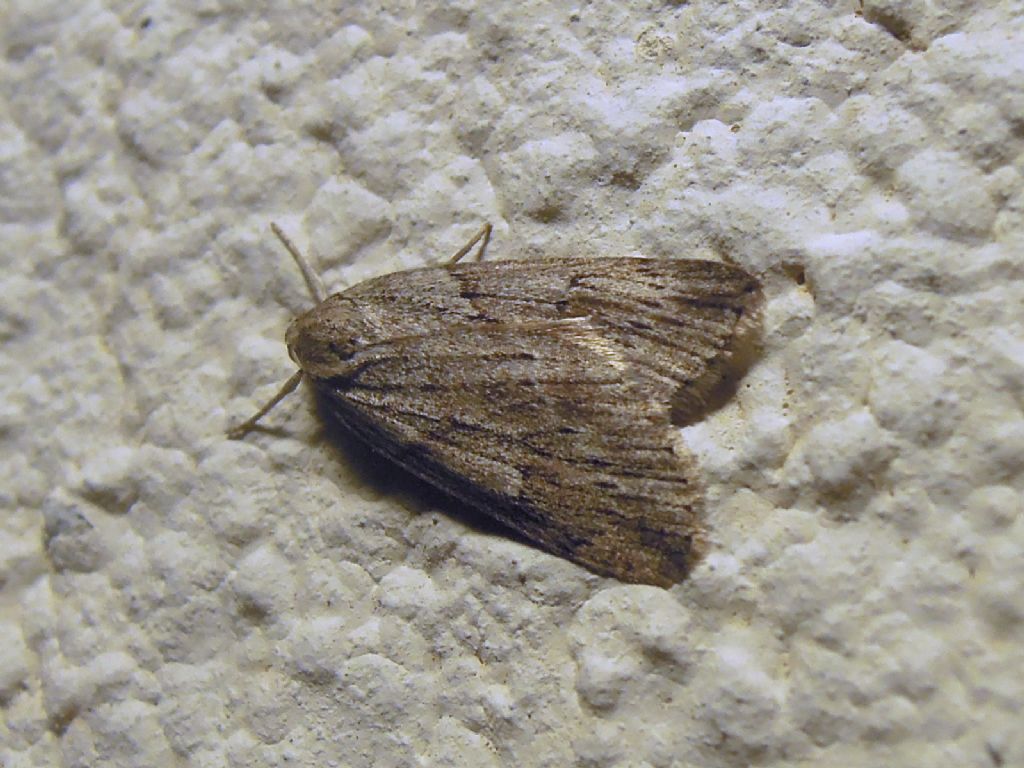 Pachycnemia hippocastanaria, Geometridae